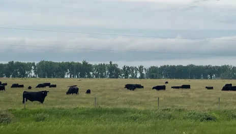 If working with livestock is absolutely necessary, livestock handling should be limited to the early morning hours.
