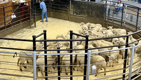 Summer 2026 has seen changes in market dynamics and sheep supply — both topics at the upcoming webinar.