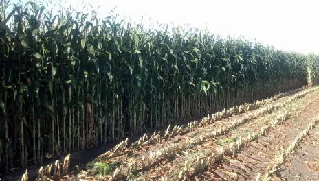 Some North Dakota producers may be harvesting corn for silage this year.