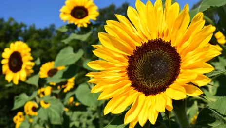 Young sunflower heads track the sun from east to west throughout the day through a movement called heliotropism.