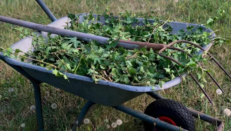 Harvest weeds only from areas free of pesticides and contaminants, and rinse them thoroughly before use.