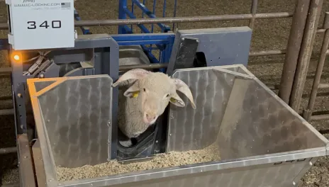 Sheep using feeding equipment