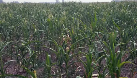 Corn stalks can hold a lot of moisture, and a field that looks dry can have a higher moisture content than it appears. 