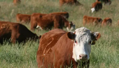 Livestock drinking water can also contribute to nitrate toxicity and should be considered when determining the overall risk.