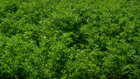 Alfalfa in a field.