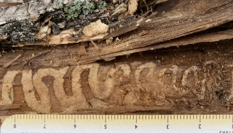 Emerald ash borer larvae chew a serpentine gallery beneath the bark.