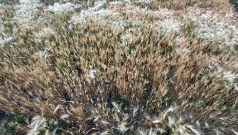 Light colored plumes of foxtail barley infest a near-ripe grain field.