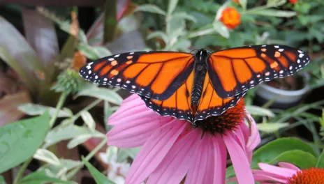 Monarch butterfly on a flower.