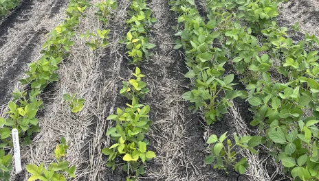Selecting a soybean variety with IDC tolerance is an important management decision that can help producers minimize the negative impact of chlorosis on yield.