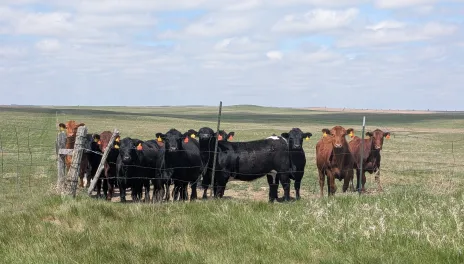 Cows in a field.