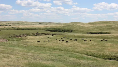 Cows on a pasture.