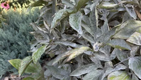 Powdery mildew on a peony plant.