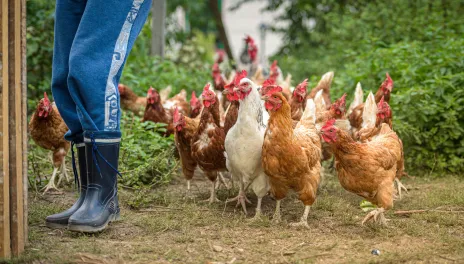 Chickens.