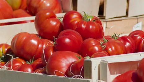 Red tomatoes.