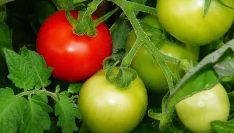 Tomatoes on a vine.