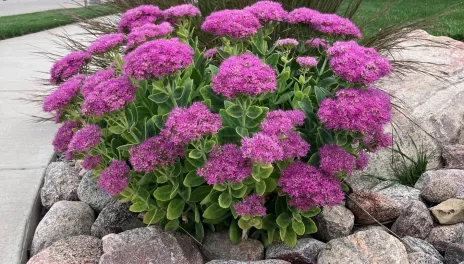 Blooming sedum plant in a rock garden.