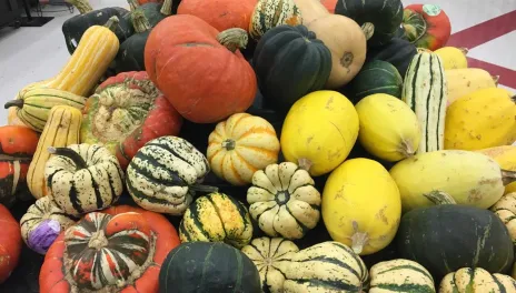 Pile of picked squash plants.