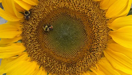 A sunflower.