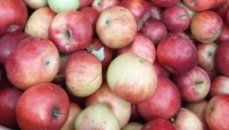 Yellow and red apples