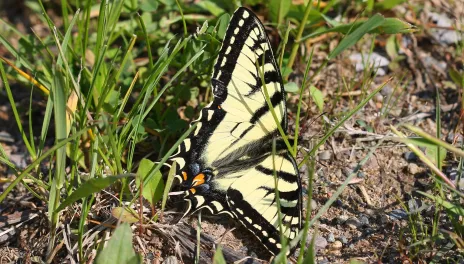Canadian tiger swallowtail butterfly in the grass.