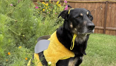 Dog in a Halloween bee costume.