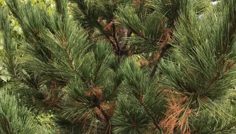 A pine tree.