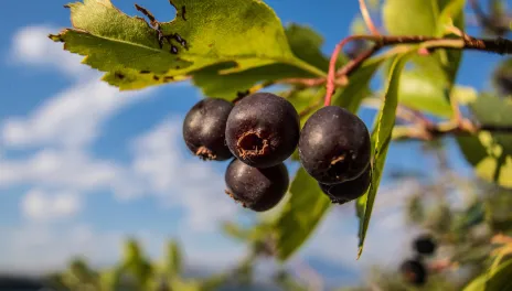 Juneberries on a branch.