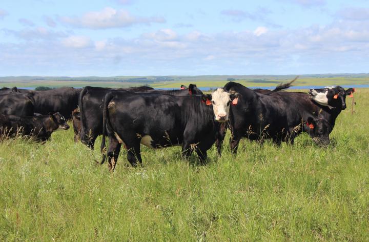 cow herd in pasture