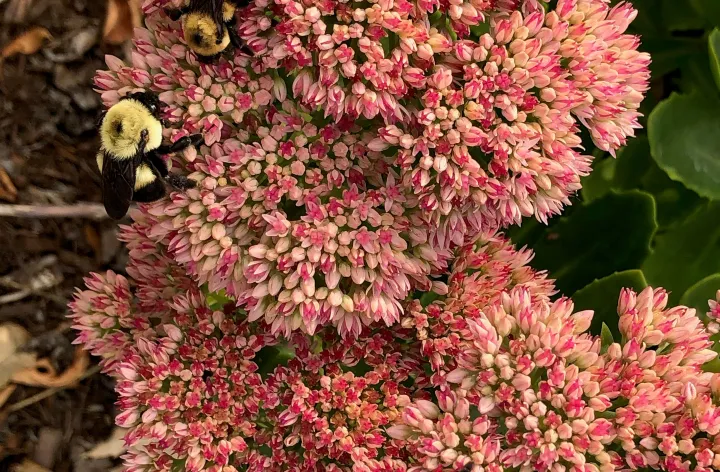 A tall sedum with its pink blossoms provides late summer nectar for three bees.