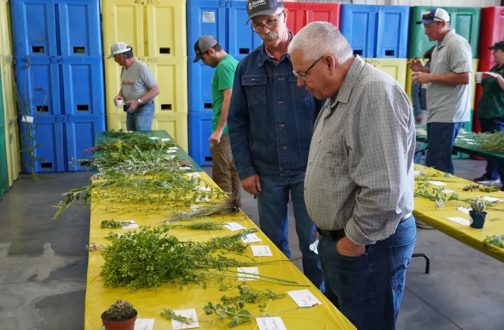 NCREC Weed Clinic Field Days