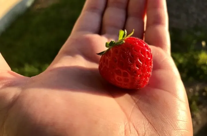 Person holding strawberry in hand