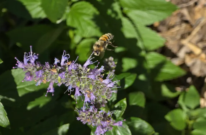 a bee finds nectar