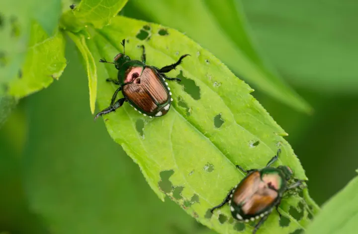 beetles on plant