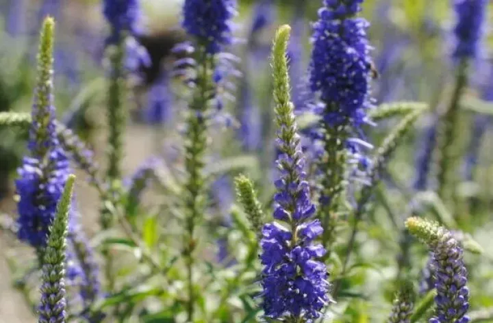 Blue flower