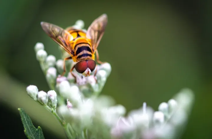 fly on flower