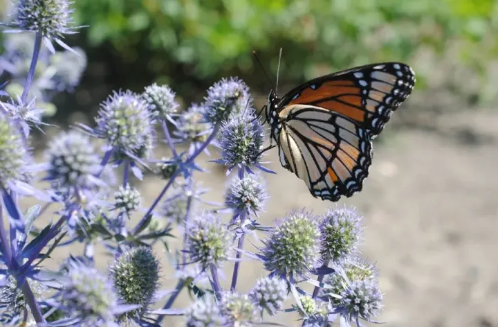 Monarch butterfly on plant