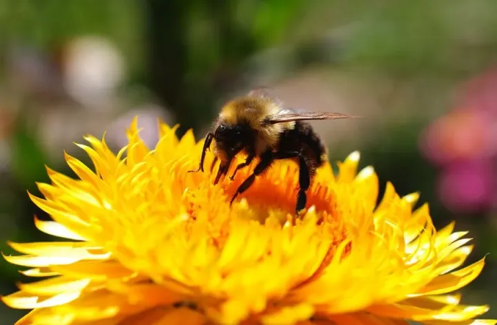 bumblebee on plant