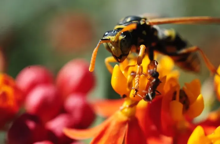 close up of wasp