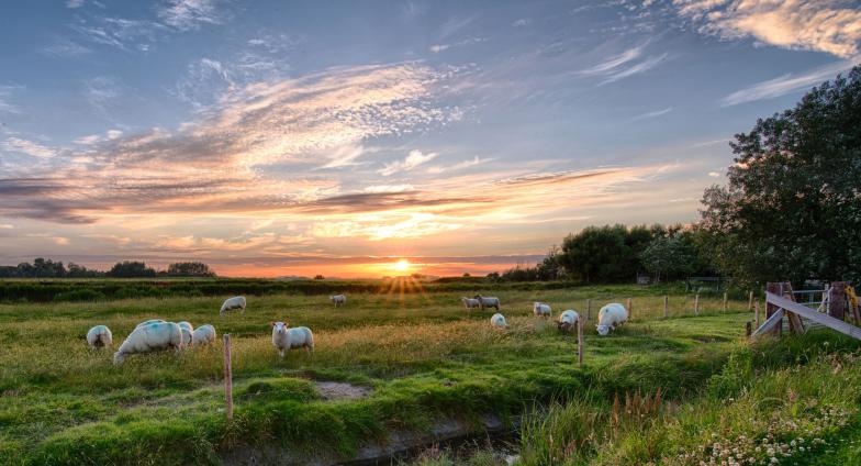 Sheep grazing in a pasture at sunset