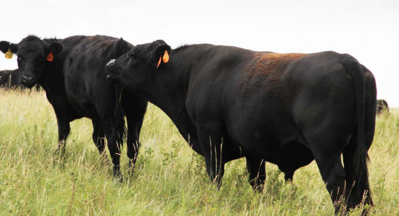 Two black cattle, a bull and heifer, stand in tall grass.
