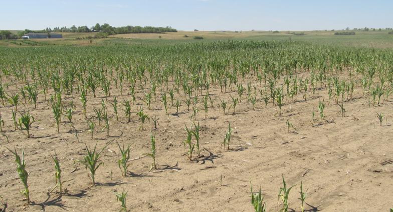 Corn drought Mercer County D3 July 2017 Craig Askim-min