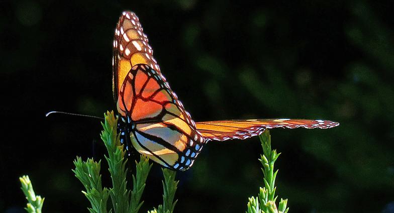 Monarch butterfly perched on a plant