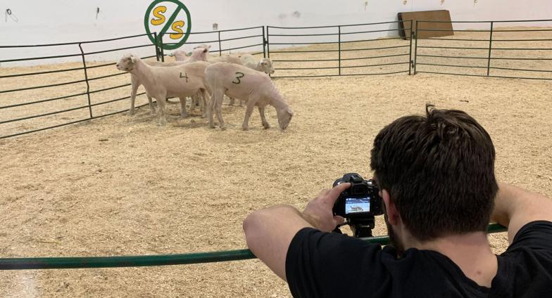 taking video of sheep