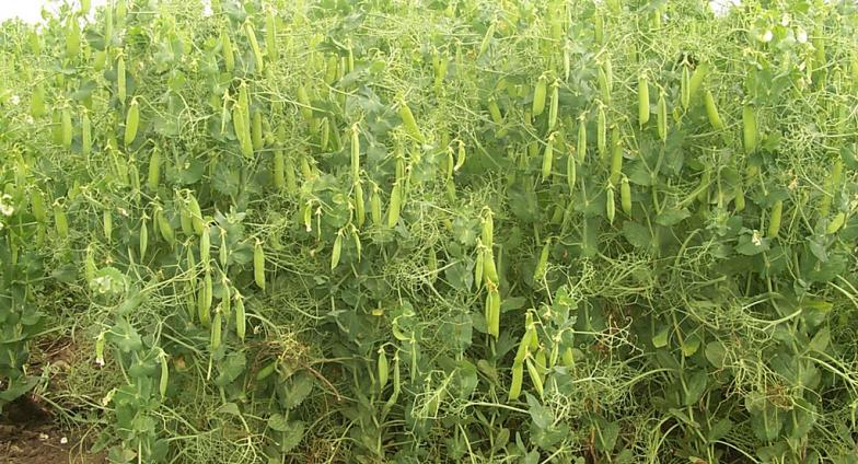 A crop of field peas with green vines entangled with each other and lighter green pods hanging from the vines.