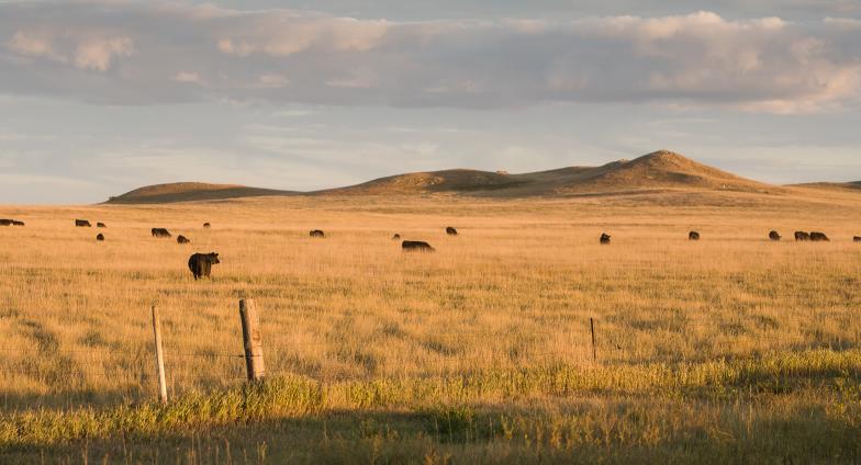 Several black cattle stand in high yellow grass with hilltops and a partly cloudy sky in the background