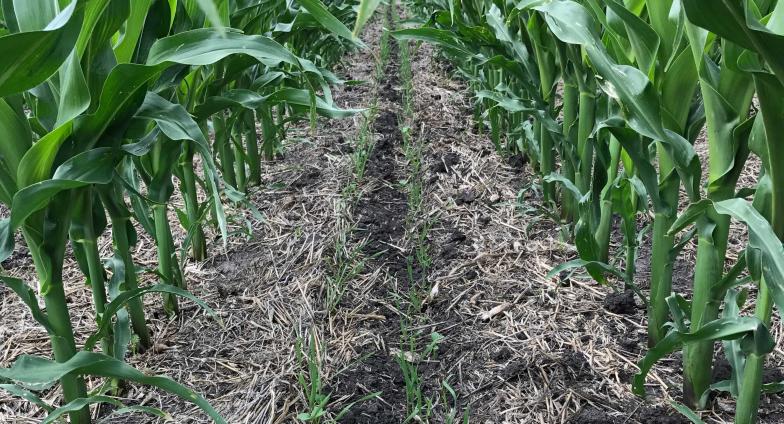 cover crops planted between corn rows