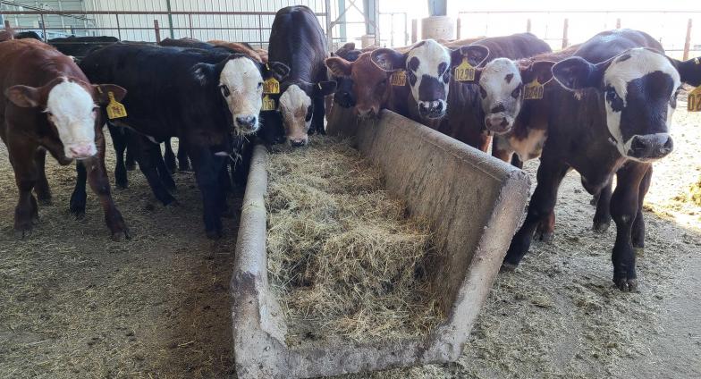 calves feeding in barn