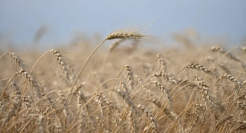 wheat in a field