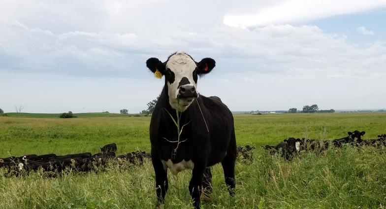 black cow with white face in pasture