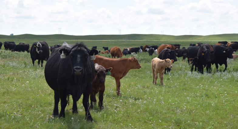 cattle herd in pasture